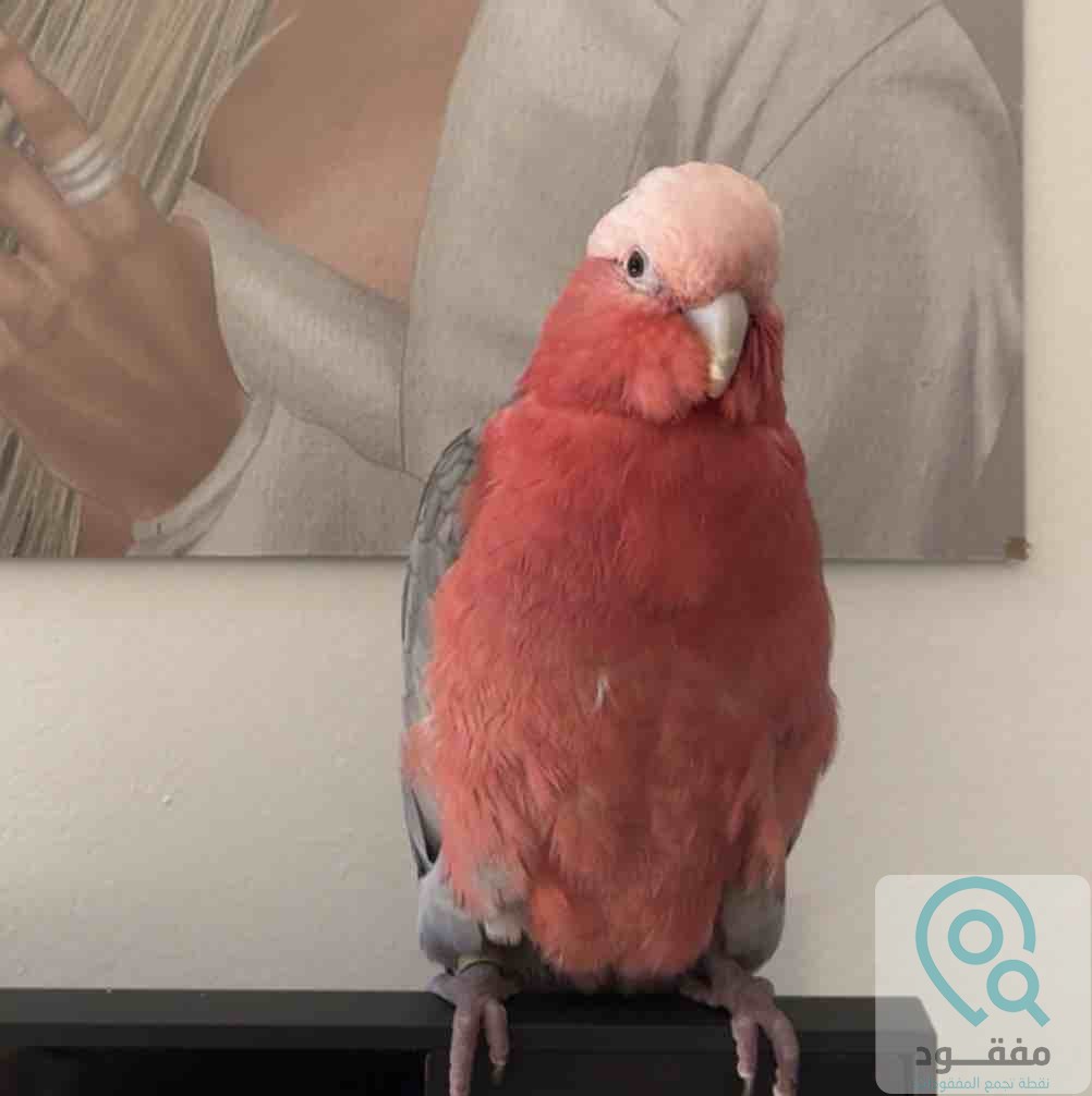 ads